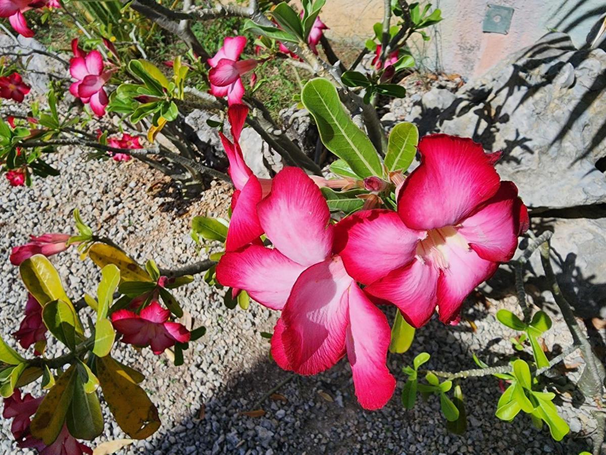 Myoli Wellness & Happiness Bnb Playa del Carmen Exterior foto